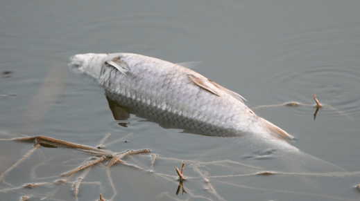 Why is there frequent fishkill in Bangalore&nbsp;lakes?